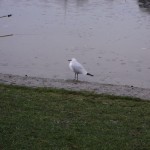 DSC02559